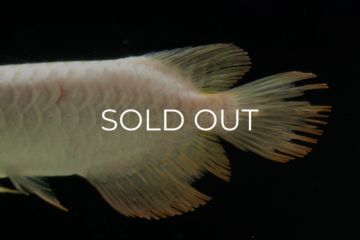 画像10: 過背金龍　NO.11（イーロン産） (10)