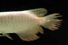 画像10: 過背金龍　NO.11（イーロン産） (10)