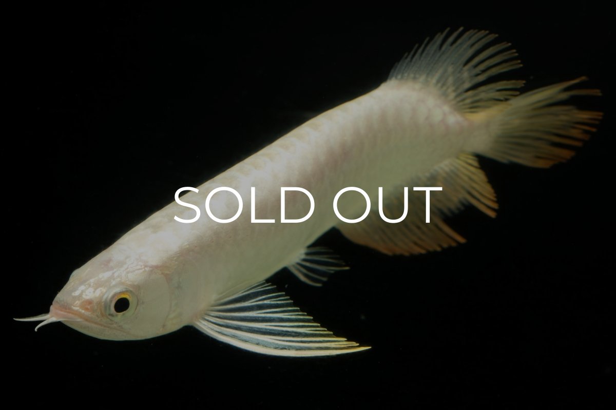 画像6: 過背金龍　NO.11（イーロン産） (6)