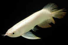 画像6: 過背金龍　NO.11（イーロン産） (6)