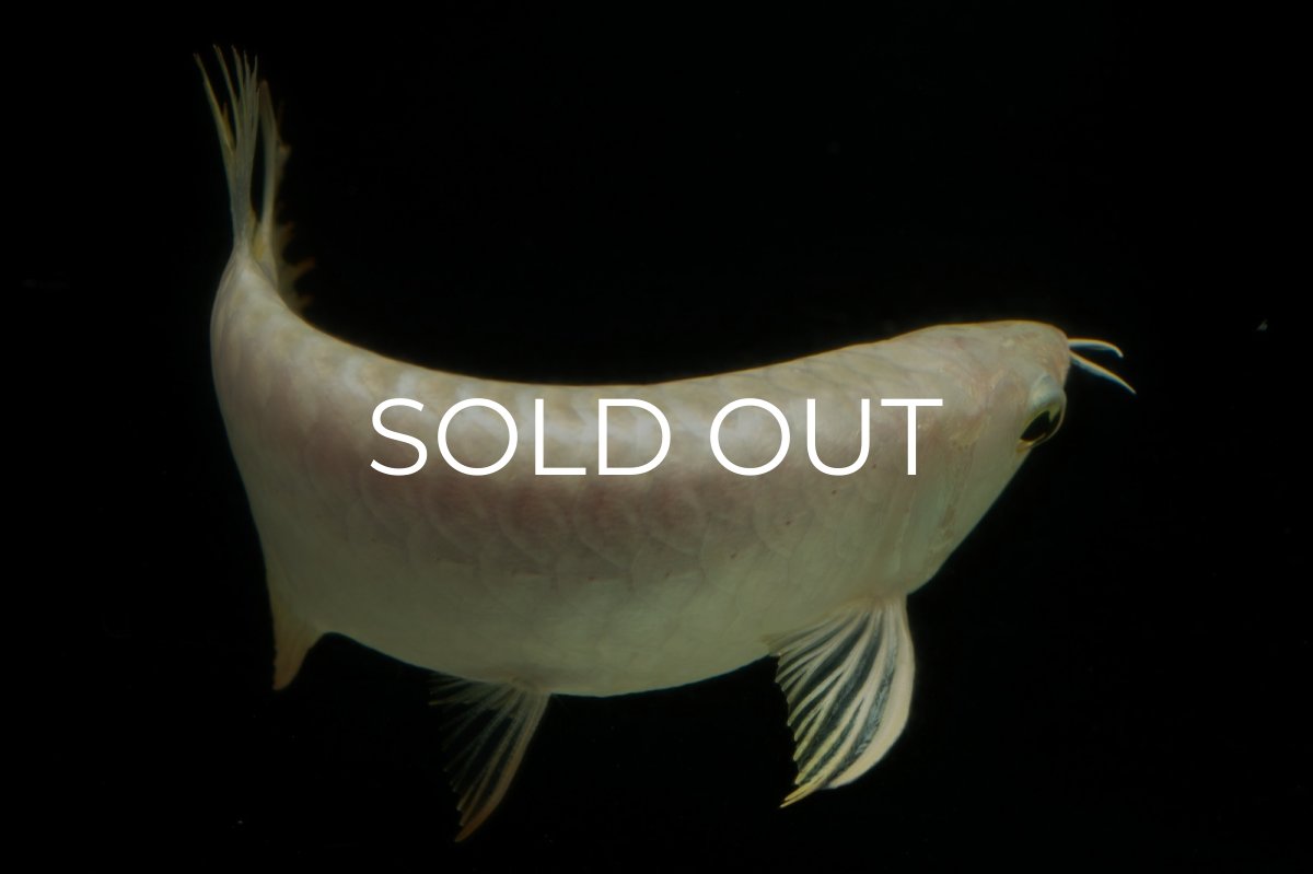 画像9: 過背金龍　NO.11（イーロン産） (9)