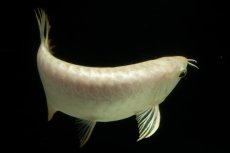 画像9: 過背金龍　NO.11（イーロン産） (9)