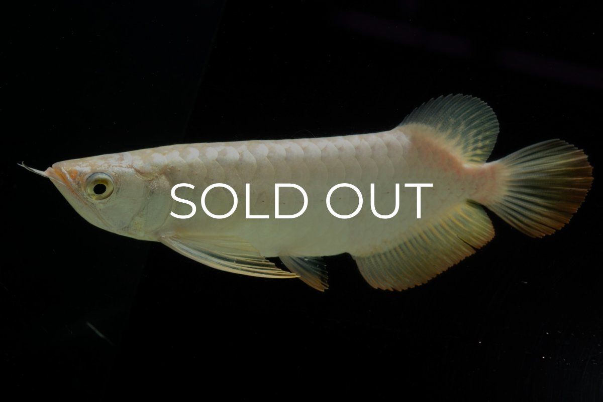 画像7: 過背金龍　NO.12（イーロン産） (7)