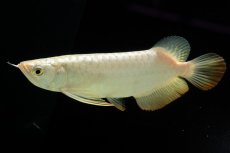 画像7: 過背金龍　NO.12（イーロン産） (7)