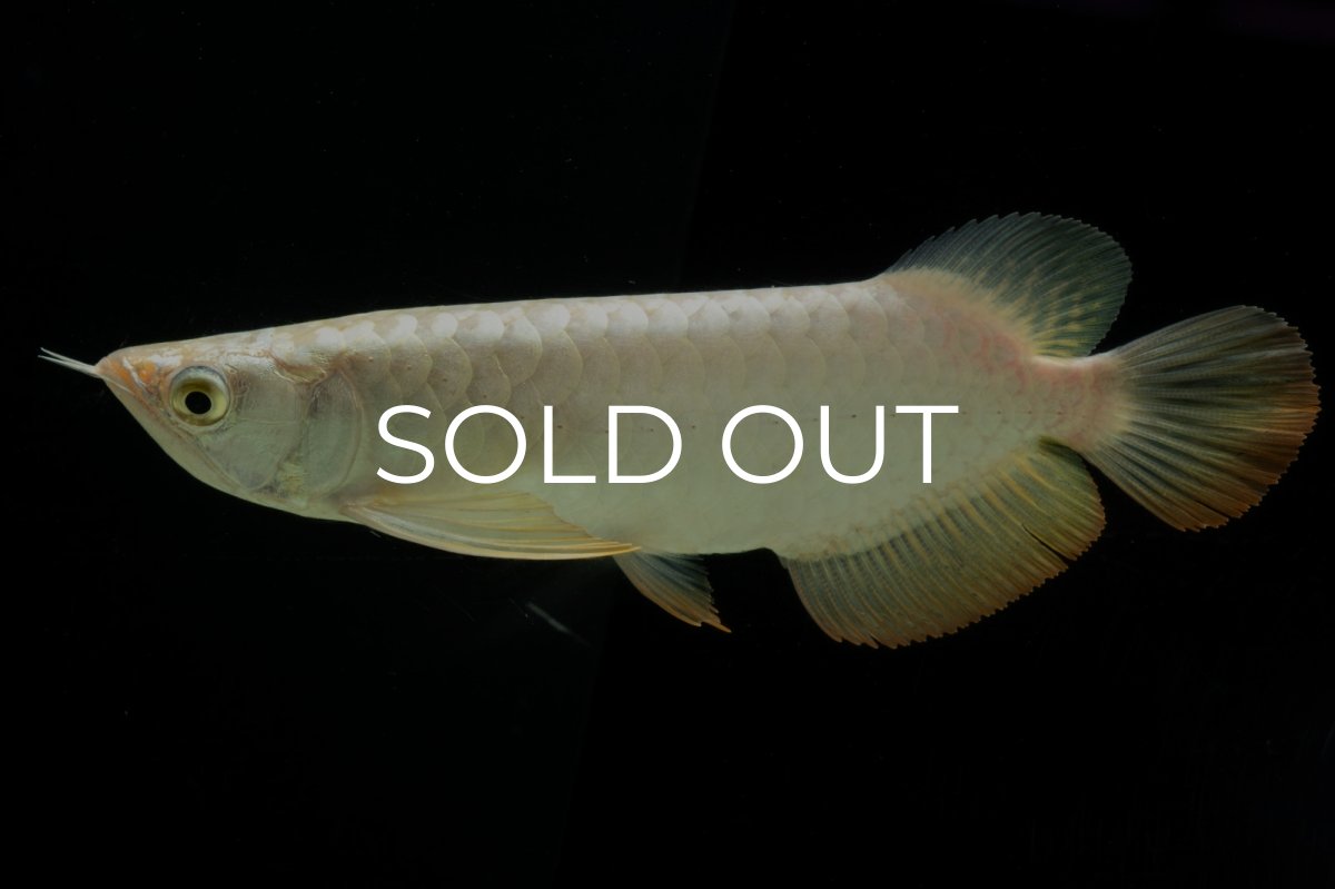 画像2: 過背金龍　NO.12（イーロン産） (2)