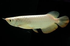 画像2: 過背金龍　NO.12（イーロン産） (2)