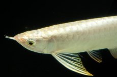 画像11: 過背金龍　NO.12（イーロン産） (11)