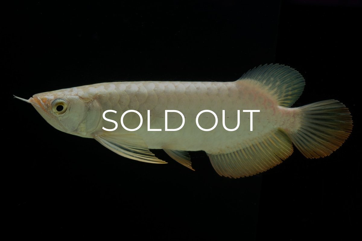 画像6: 過背金龍　NO.12（イーロン産） (6)