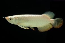 画像6: 過背金龍　NO.12（イーロン産） (6)