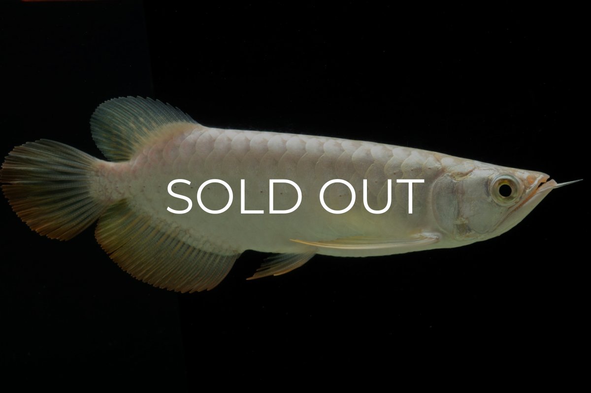 画像5: 過背金龍　NO.12（イーロン産） (5)