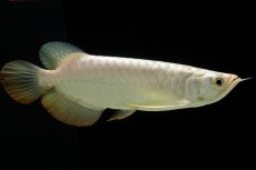 画像5: 過背金龍　NO.12（イーロン産） (5)