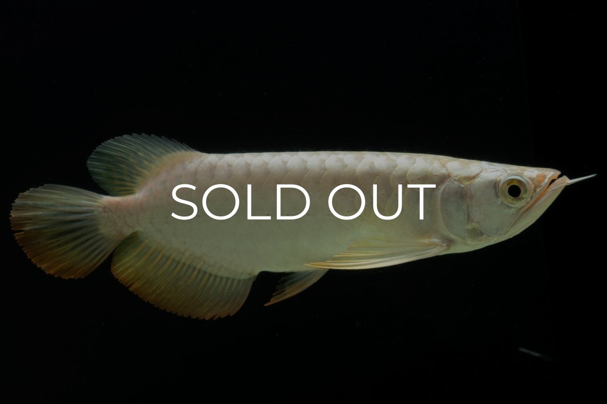 画像1: 過背金龍　NO.12（イーロン産） (1)