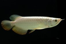 画像1: 過背金龍　NO.12（イーロン産） (1)