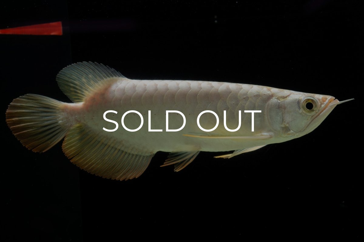 画像3: 過背金龍　NO.12（イーロン産） (3)