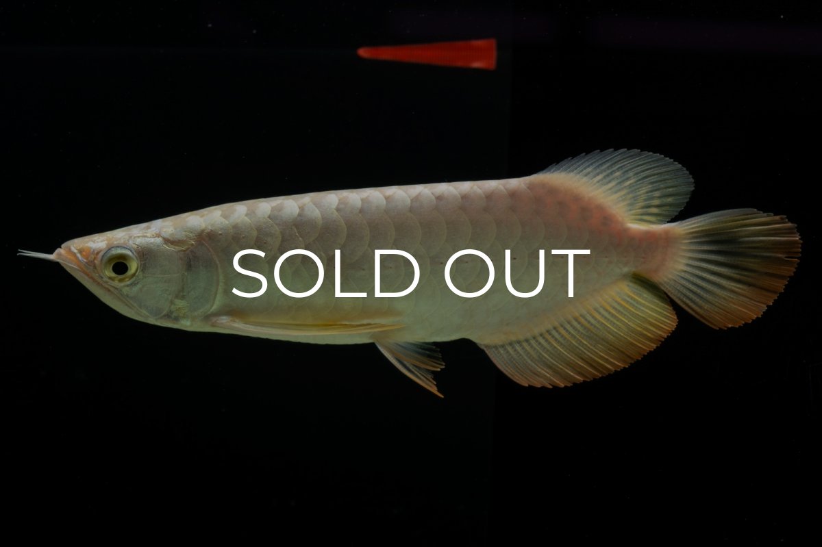 画像4: 過背金龍　NO.12（イーロン産） (4)