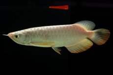 画像4: 過背金龍　NO.12（イーロン産） (4)