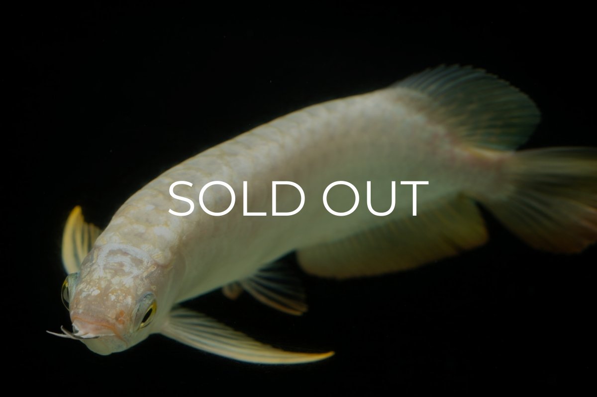 画像10: 過背金龍　NO.12（イーロン産） (10)