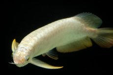 画像10: 過背金龍　NO.12（イーロン産） (10)