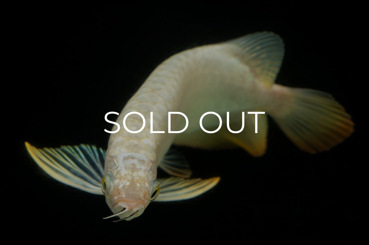 画像9: 過背金龍　NO.12（イーロン産） (9)