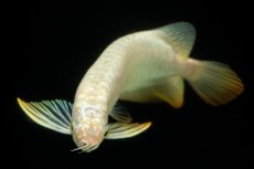 画像9: 過背金龍　NO.12（イーロン産） (9)