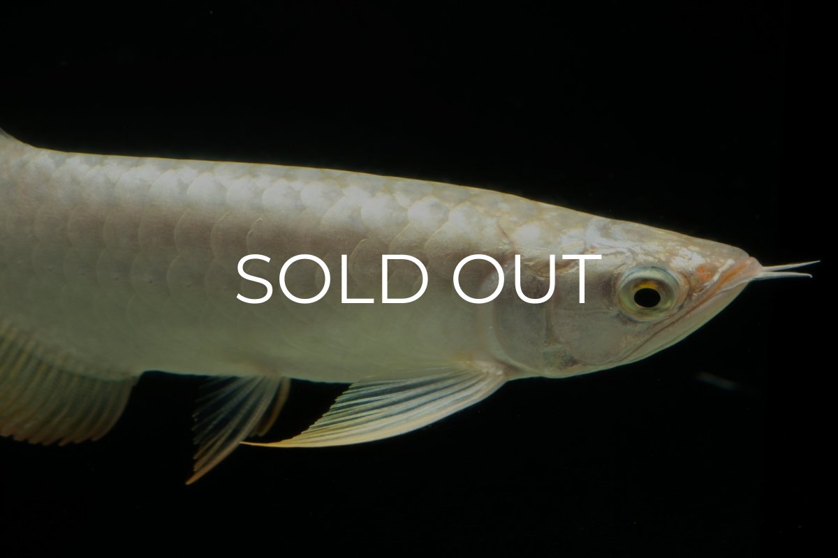 画像8: 過背金龍　NO.12（イーロン産） (8)