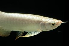 画像8: 過背金龍　NO.12（イーロン産） (8)