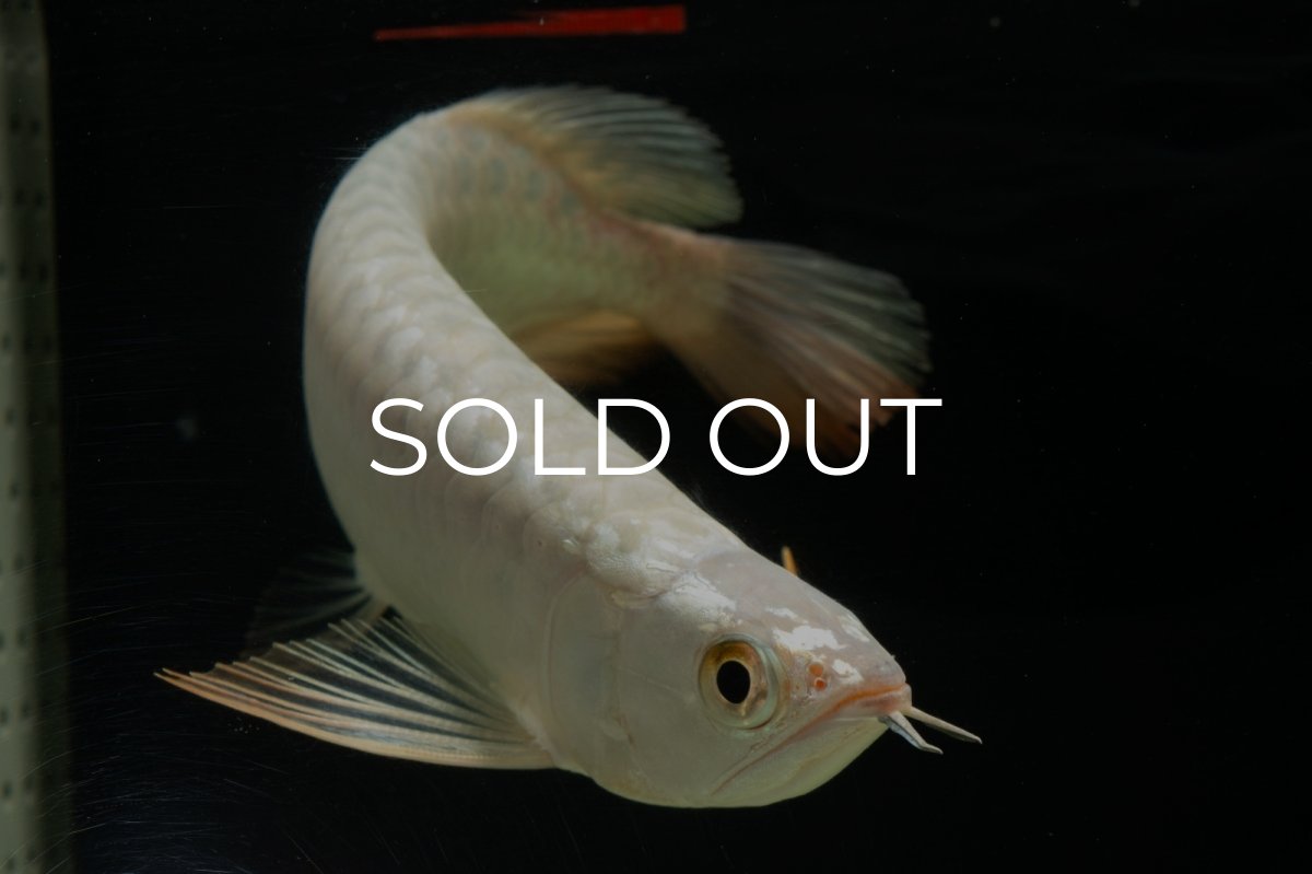 画像3: 過背金龍　NO.13（イーロン産） (3)