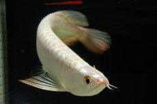 画像3: 過背金龍　NO.13（イーロン産） (3)