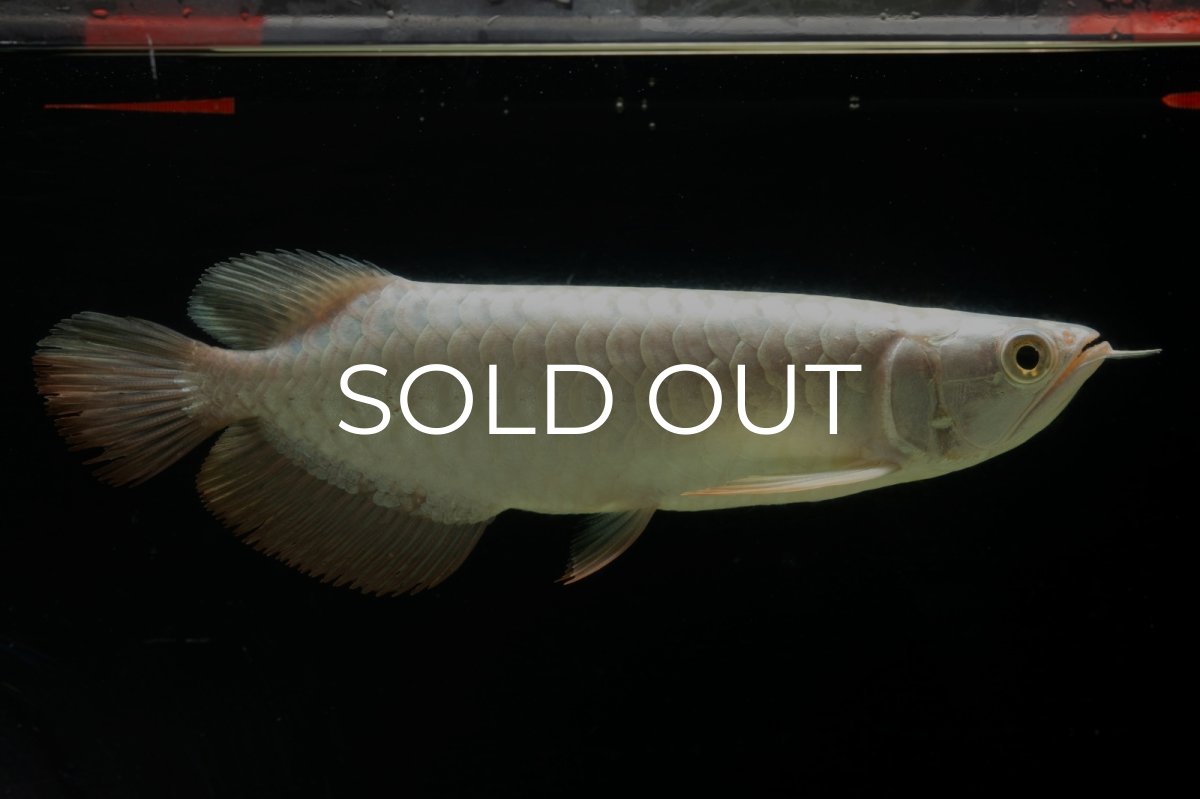 画像2: 過背金龍　NO.13（イーロン産） (2)