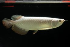 画像2: 過背金龍　NO.13（イーロン産） (2)