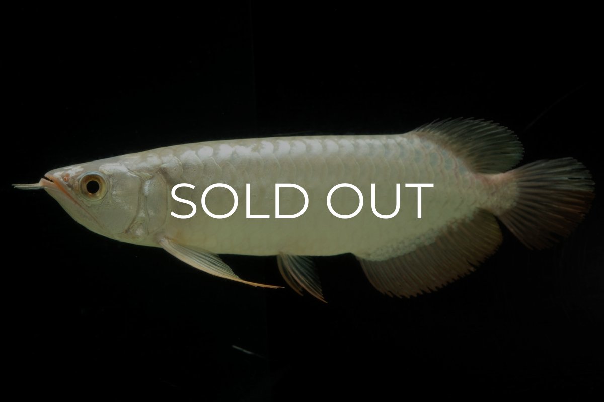 画像1: 過背金龍　NO.13（イーロン産） (1)