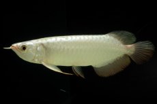 画像1: 過背金龍　NO.13（イーロン産） (1)