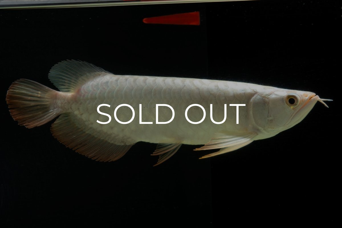 画像1: 過背金龍　NO.14（イーロン産） (1)