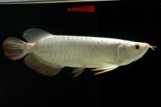 画像1: 過背金龍　NO.14（イーロン産） (1)