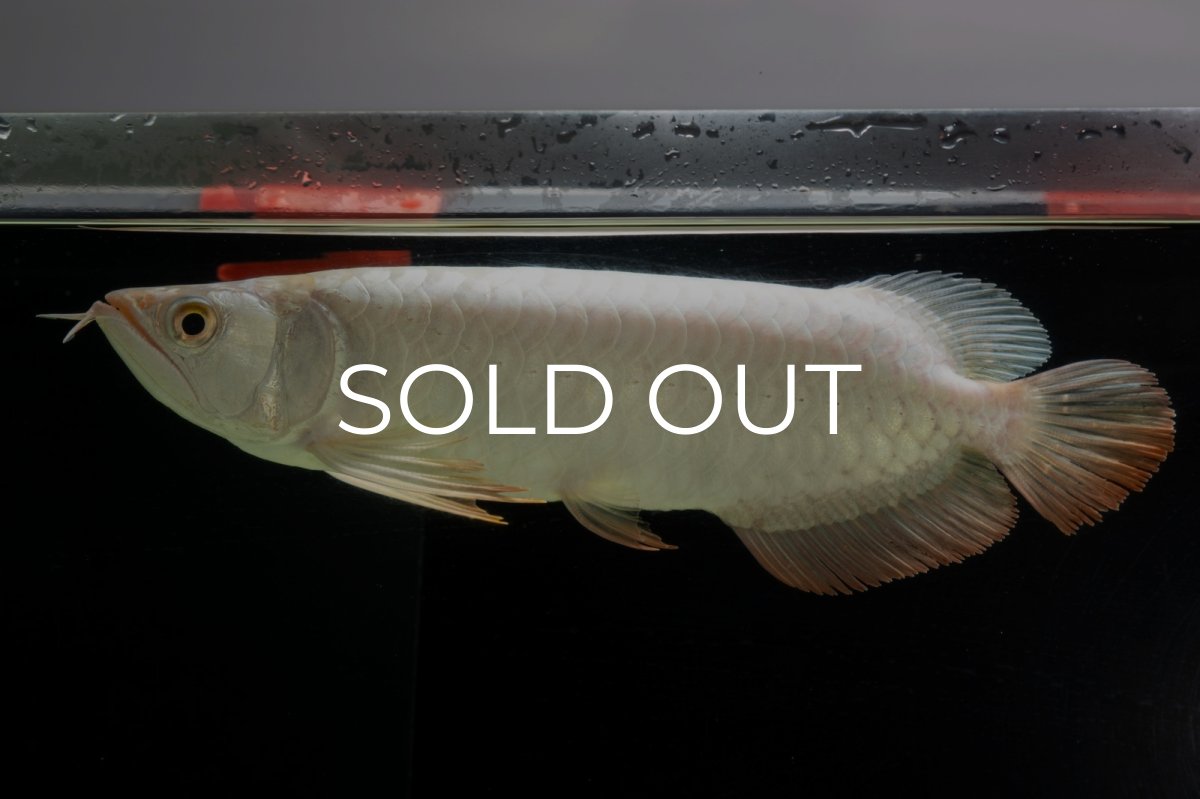 画像2: 過背金龍　NO.14（イーロン産） (2)