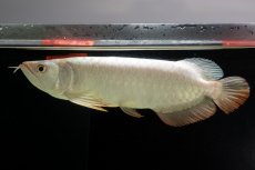 画像2: 過背金龍　NO.14（イーロン産） (2)