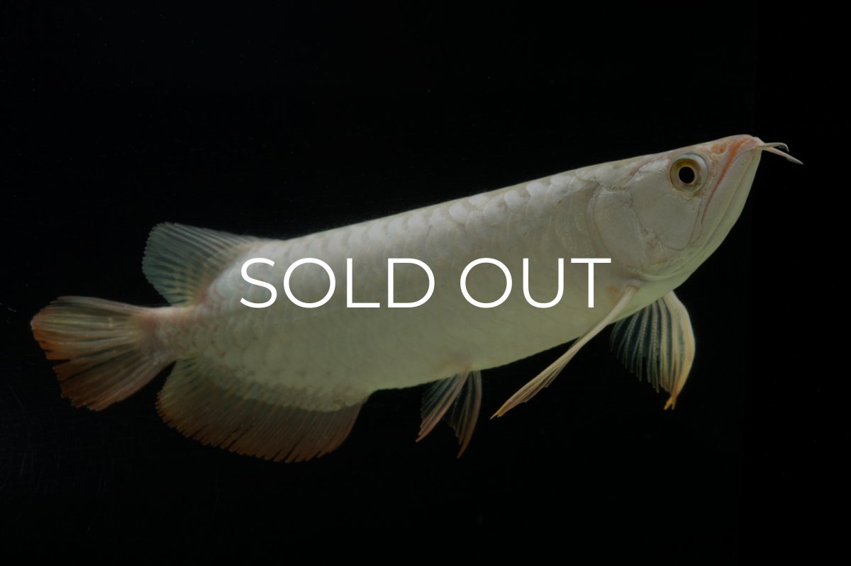 画像5: 過背金龍　NO.14（イーロン産） (5)