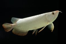 画像5: 過背金龍　NO.14（イーロン産） (5)