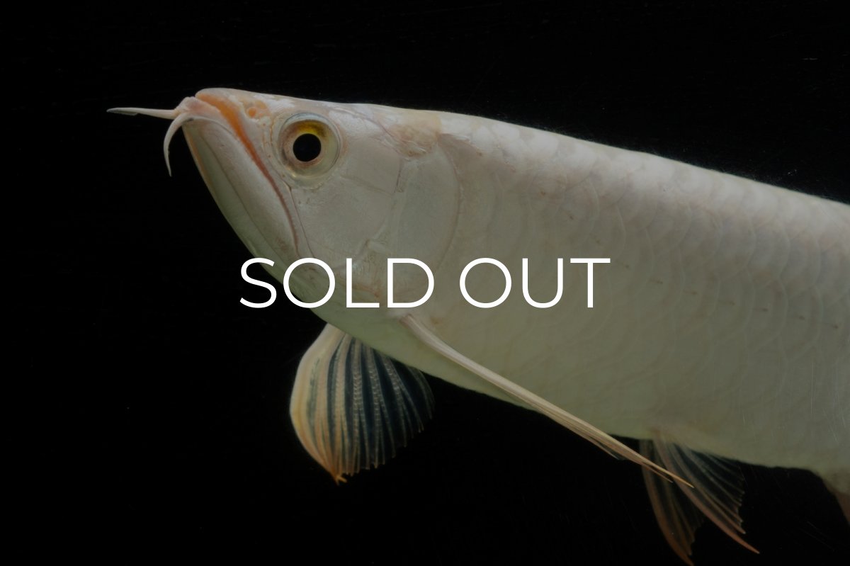 画像10: 過背金龍　NO.14（イーロン産） (10)