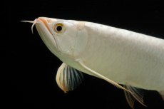 画像10: 過背金龍　NO.14（イーロン産） (10)