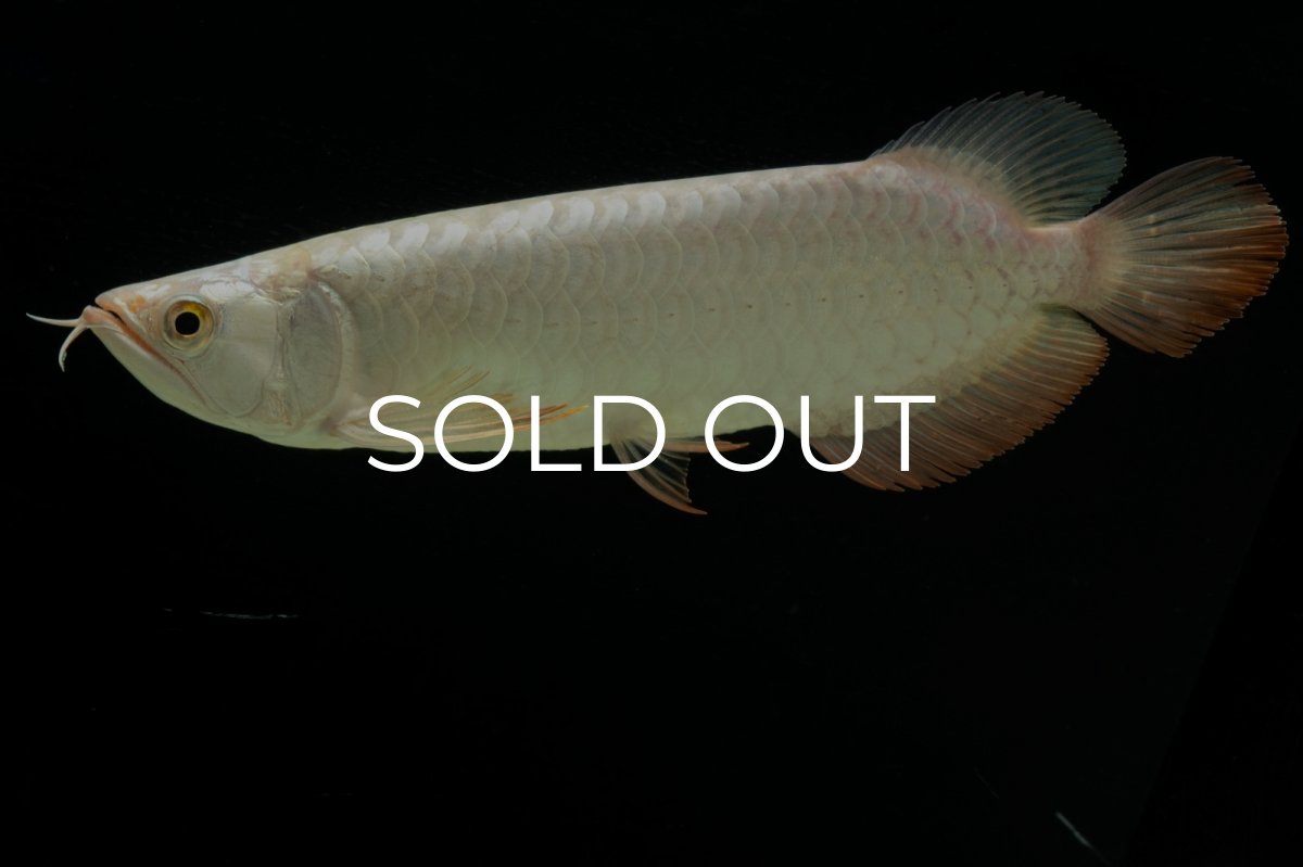 画像6: 過背金龍　NO.14（イーロン産） (6)