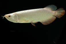 画像6: 過背金龍　NO.14（イーロン産） (6)