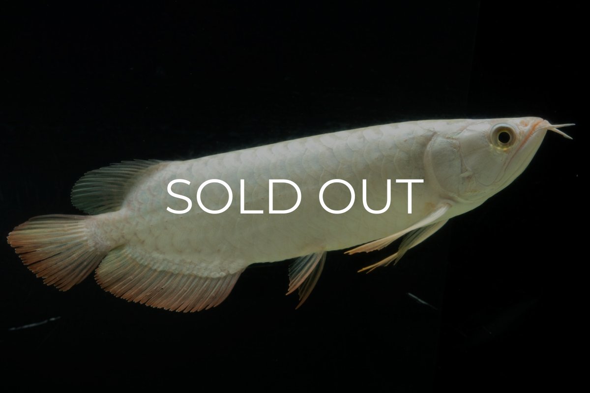 画像3: 過背金龍　NO.14（イーロン産） (3)