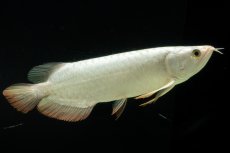 画像3: 過背金龍　NO.14（イーロン産） (3)