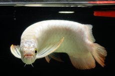 画像9: 過背金龍　NO.14（イーロン産） (9)