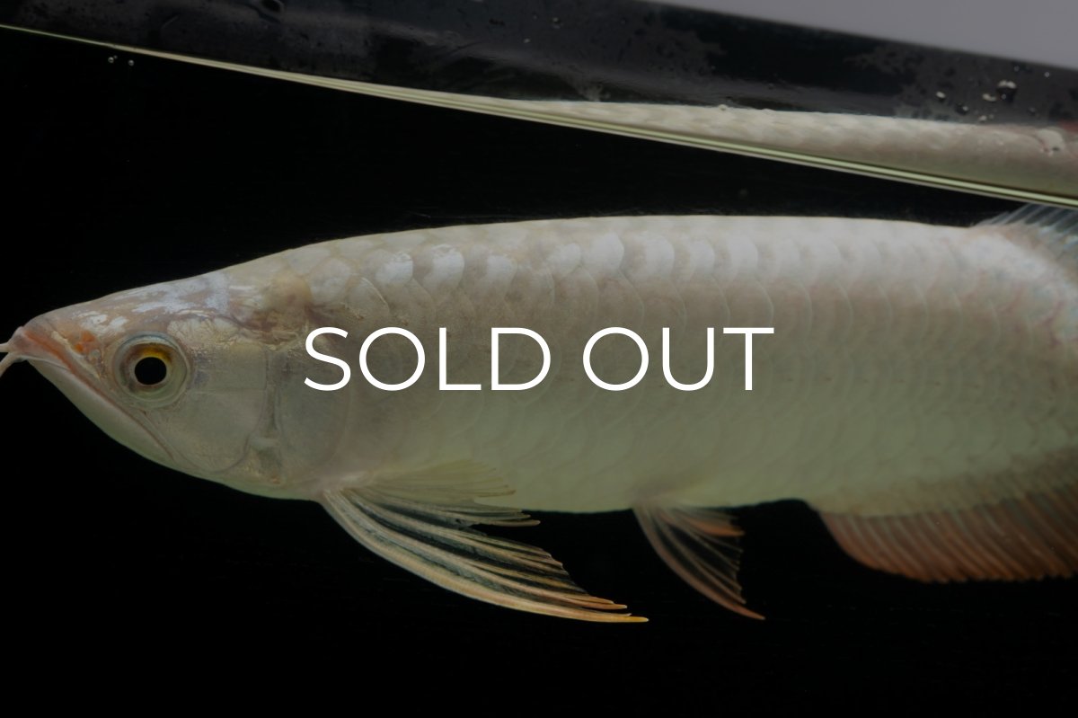 画像8: 過背金龍　NO.14（イーロン産） (8)