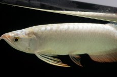 画像8: 過背金龍　NO.14（イーロン産） (8)