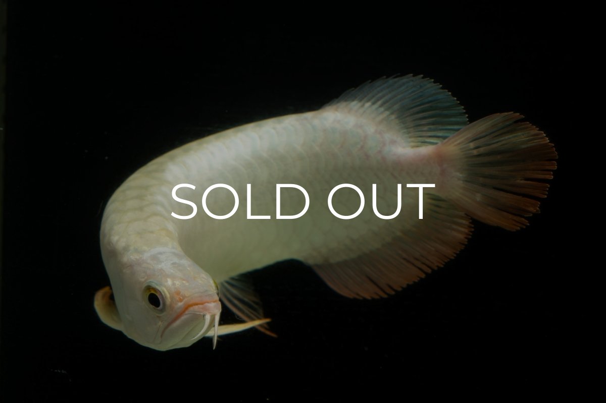 画像11: 過背金龍　NO.14（イーロン産） (11)