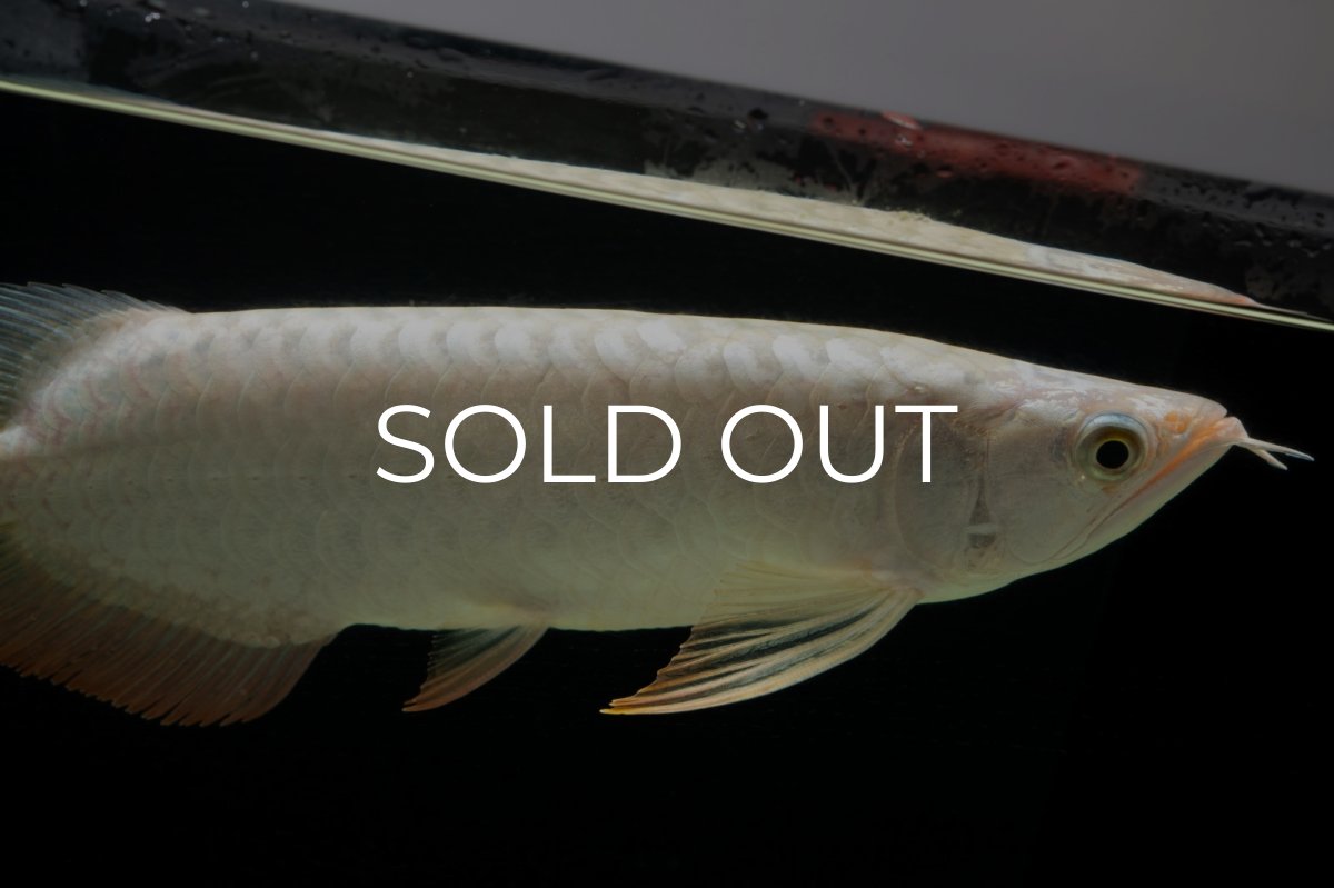 画像7: 過背金龍　NO.14（イーロン産） (7)