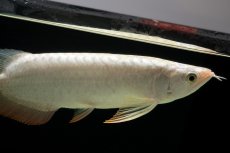 画像7: 過背金龍　NO.14（イーロン産） (7)